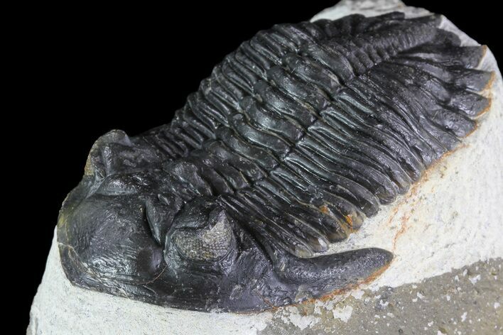 Hollardops Trilobite - Visible Eye Facets #84806